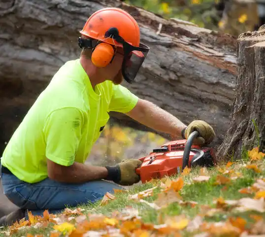 tree services Renova